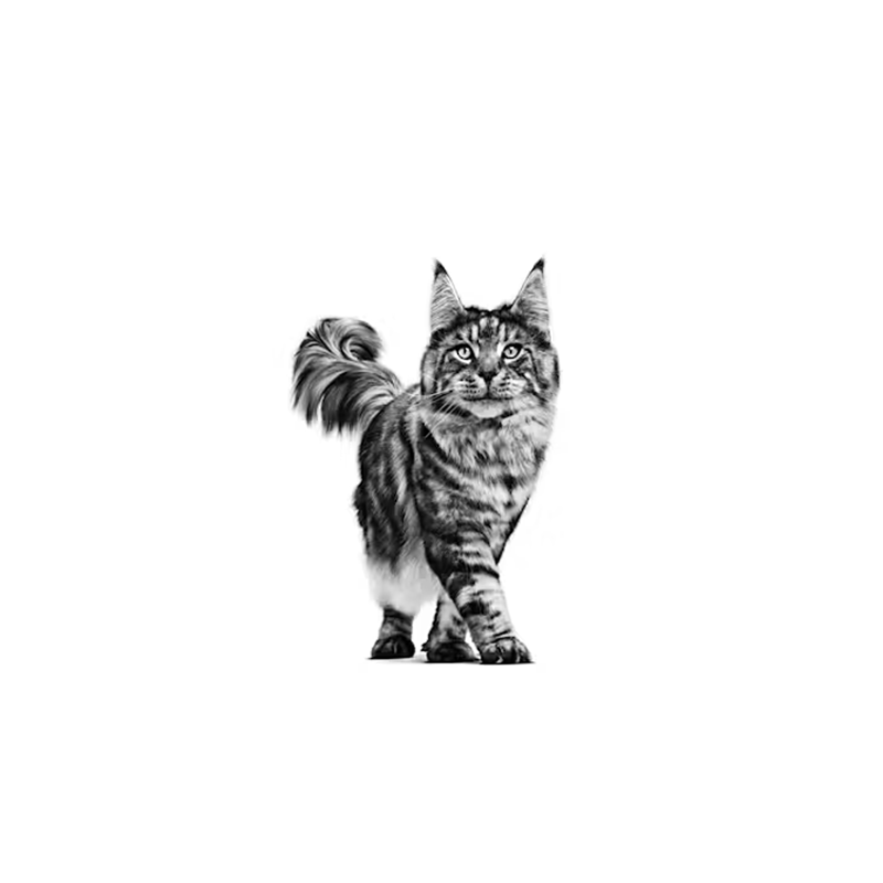 Royal Canin Skin & Coat Wet Cat Food (85g x 12 pouches)